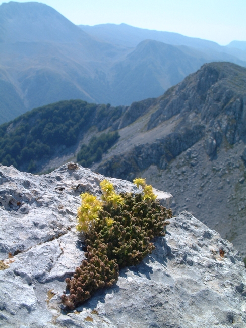 sedum? - Sedum cfr.acre